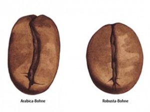 Wat is het verschil tussen Arabica en Robusta koffie?