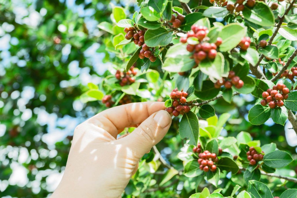 Koffieplant met koffiebonen