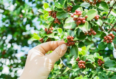 Koffieplant met koffiebonen