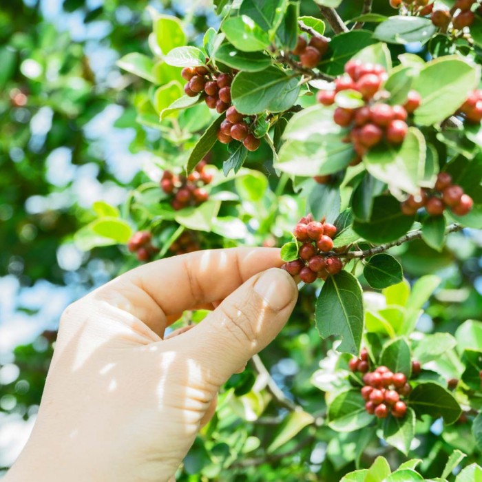 Koffieplant met koffiebonen